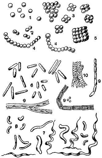 Рис. 1. Различные формы бактерий: 1 - кокки; 2 - диплококки; 3 - тетракокки; 4 - стрептококки (собранные цепочкой); 5 - сардины (таблички); 6 - бациллы; 7 - спириллы; 8 - вибрионы; 9 - нитчатые формы; 10 - серобактерии