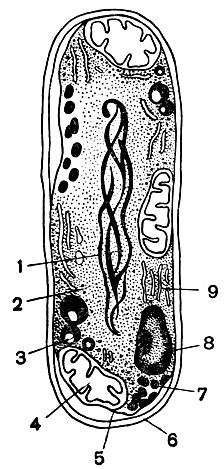 Рис. 4. Схема строения бактериальной клетки: 1 - нити дезоксирибонуклеиновой кислоты; 2 - рибосомы; 3 - эргастоплазматическая система; 4 - митохондрия; 5 - вакуоля; 6 - оболочка клетки; 7 - гликоген; 8 - волютин; 9 - цитоплазматическая мембрана