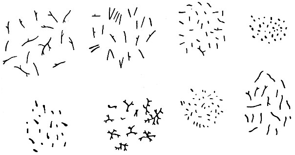 Рис. 7. Формы клеток различных микобактерии (по Н. А. Красильникову)