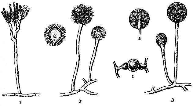 Рис. 8. Плесневые грибы: 1 - пенициллиум (Penicillium sp.); 2 - аспергилл (Aspergillus sp.); 3 - мукор (Mucor sp.); а - спорангий и б - зигоспора у мукора