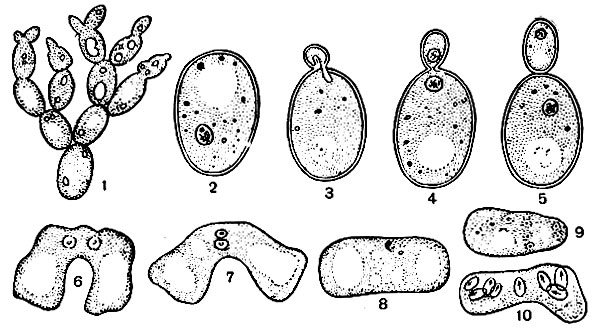 Рис. 9. Дрожжи: 1-5 - Saccharomyces cerevisiae. 1 - цепочка почкующихся дрожжей, 2 - отдельная клетка, 3, 4, 5 - почкующиеся клетки, 6-10 - Saccharomyces octosporus; 6, 7, 8 - половой процесс, 9 - деление копуляционного ядра; 10 - сумка с 8 аскоспорами