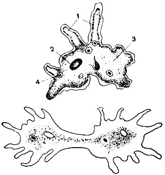 Рис. 13. Амеба. Один из видов безвредных амеб из стоячих вод (вегетативная форма). Видны многочисленные псевдоподии, ядро и вакуоли. Этот организм питается бактериями и в тысячи раз превосходит их по размеру. Показан процесс деления: 1 - псевдоподии; 2 - ядро; 3 - сократительная вакуоля; 4 - пищеварительная вакуоля