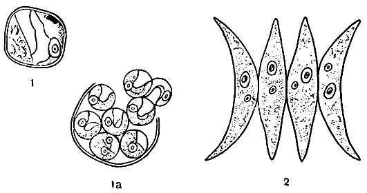 Рис. 15. Протококковые водоросли: 1 - Chlorclla vulgaris (хлорелла); 1а - она же в момент образования апланоспор; 2 - Scenedesmus acuminatus (сценедесмус)