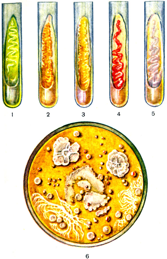 Таблица 1. Культуры бактерий на плотной питательной среде в пробирках (1-5): 1 - Bact. fluoresces liquefaciens; 2 - Sarcina aurantiaca; 3 - Sarcina flava; 4 - Bact. prodigiosum; 5 - Bact. coli; 6 - Колонии различных бактерий, выросшие в чашке с плотной средой