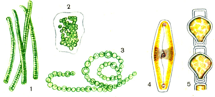 Таблица 2. Синезеленые водоросли: 1 - осциллятория (Oscillatoria sp.); 2 - микроцистис (Microcystis sp.); 3 - анабена (Anabena sp.) Диатомовые водоросли; 4 - пиннулярия (Pinnularia sp.); 5 - мелозира, покоящиеся споры (Melosira sp.)