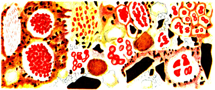 Микроскопическая картина пробы чернозема. Видны окрашенные эритрозином различные по величине бактерии (кокки) и небольшое число палочек (по С. Н. Виноградскому)