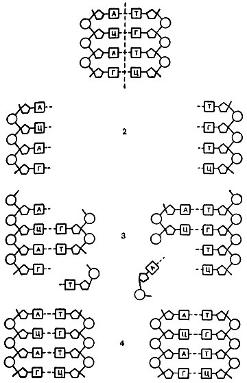 Рис. 17. Схема удвоения молекулы ДНК: А - аденин; Т - тимин; Ц - цитозин; Г - гуанин; 1 - двойная цепь ДНК; 2 - разъединение цепей; 3 - присоединение мононуклеотидов к разъединившимся цепям; 4 - образование двух цепей ДНК (по Белозерскому, 1961)