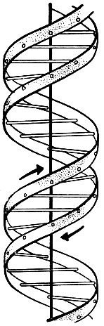 Рис. 18. Схема строения молекулы ДНК. Две наружные полосы - две цепи полинуклеотидов, перекладины-пары азотистых оснований