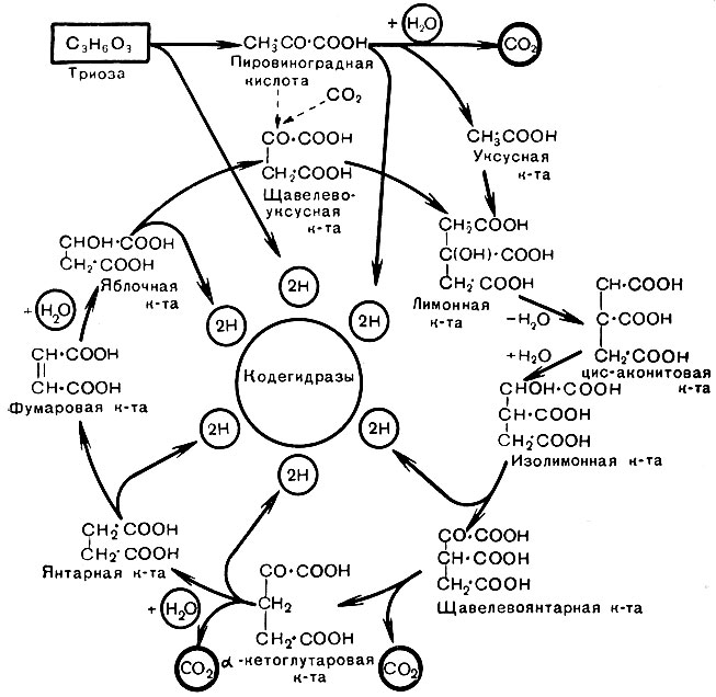 Рис. 19. Схема цикла трикарбоновых кислот (цикл Кребса)