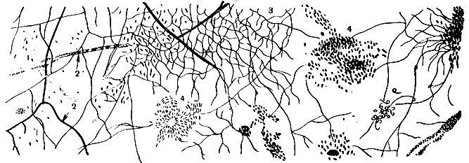 Рис. 21. Микропейзаж на стеклах обрастания (по Холодному): 1 - отдельные клетки палочковидных бактерий; 2 - гифы гриба; 3 - мицелий актиномицета; 4 - микроколонии спорообразующих бактерий