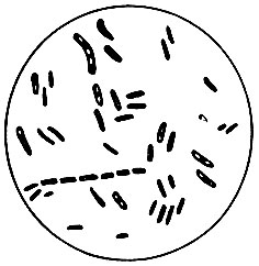 Рис. 24. Вас. mycoides (микоидная палочка) (увеличено в 1000 раз)