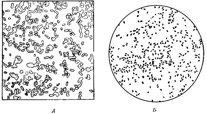 Рис. 27. Нитрофицирующие бактерии, выделенные из разных почв: А - Nitrosomonas; Б - Nitrobacter