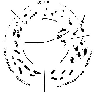 Рис. 28. Цикл развития клубеньковой бактерии (по Торнтону)