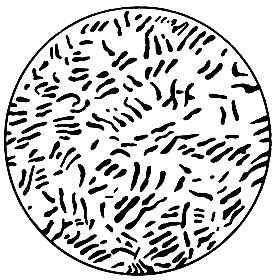Рис. 30. Clostridium Pasteurianum