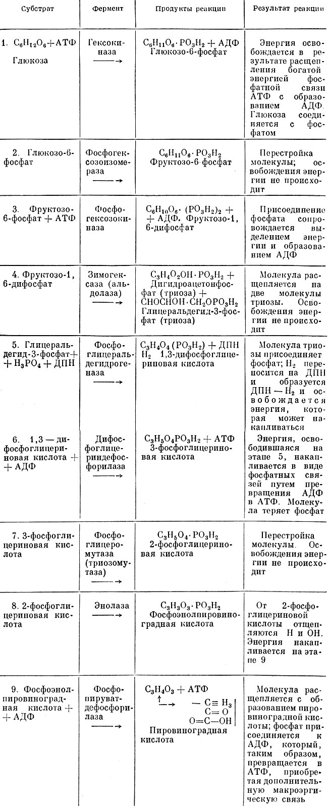 Таблица 5. Схема диссимиляции глюкозы по Эмбдену-Мейергофу