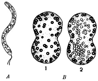 Рис. 36. А - Серобактерия рода Thiospirillum. В - Серобактерия рода Thiophysa: 1 - делящаяся клетка; 2 - видны капли серы