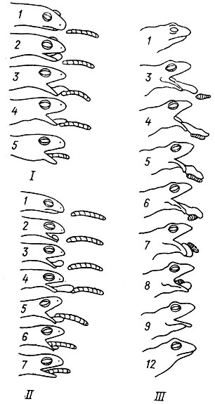 . 11   Ranodoti sibiricus (I), cristatus (II)  Rana temporaria (III).   .     