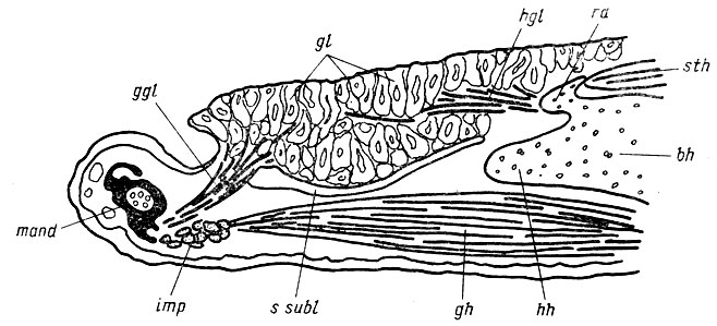 . 12.  Hynosius keyscrlingii,               (gl),    .       (bh),     radii ant. (r) (. . 13).   , m. genioglossus (ggl)  m. hyoglossus (hgl)     ,      .       ,    (mand),     sinus sublingualis (5. subl),       