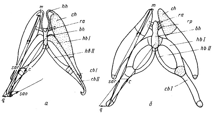 . 13.   Ranodon sibiricus (Hynobiidae - )  Triturus cristatus (Salamandridae - ).           ,         ,     .  R. sibiricus      : m. subarcualis rect. (sar)  m. subarcualis obi. (sao),  Tr. cristatus  m. subarcualis rect. (sar).    ()      ,  ceratobranchialia I (cb I),     ,   : ceratobranchiale II (cb II)  hypobranchialia I, II (hb I, hb II)   (bh).   (ch)     ,      , ,          (m).       (q)       m. subaracualis obi.  R. sibiricus.  hypohyalia (hh),       Hynobiidae    ,   radii ant. (r),   ,  Salamandridae  ,   radii post, (r),      