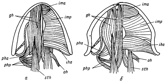 . 18.   Rana temporaria ()  Bufo bufo ()          ,            .                   -     .       m. sternohyoideus (sth),  m. m. petrohyoidei ant. (pha) et post, (php) m. sternohyoideus      , a m. m. petrohyoidei      .       m. intermandibularis post, (imp), m. interhyoideus ant. (iha) ,  m. omohyoideus (),   ; m. geniohioideus (gh),       m. intermandibularis ant. (ima),          m. geniohyoideus