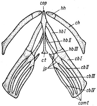 . 20. -   Ranodon sibiricus: cb I, II, III, IV - ceratobranchialia I, II,	III, IV, ch - ceratohyale, ct - cartilago triangularis, comt - comissurae terminales, cop - copula, hb - I, II, III - hypobranchialia I, II, III (hb III ), hh - hypohyale, jp - juncturae proximales