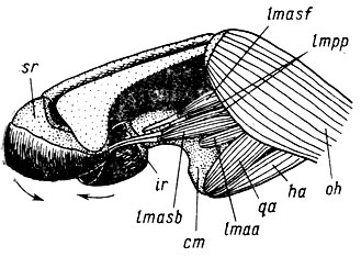 . 21.    Pelobates fuscus     (suprarostrale - sr)   (infrarostrale - ir)  ,   .    ,      ,   m. levator mandisulae anterior subexternus (lmasb)     . levator mandibulae posterior profundus (lmpp).         -   (cartilago mecceli - cm),   m. hyoangularis (ha)  m. quadratoangularis (qa),         ,    m. levator mandibulae anterior superficialis (lmasf), m. levator mandibulae anterior articularis (lmaa)    lmpp,          