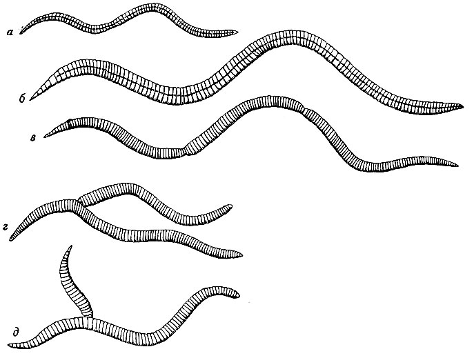 Рис. 1. Опыты с земляными червями: а - соединение двух отрезков; б - тот же червь спустя 22 месяца; в - соединение трех отрезков; г-д - ненормальные сращения