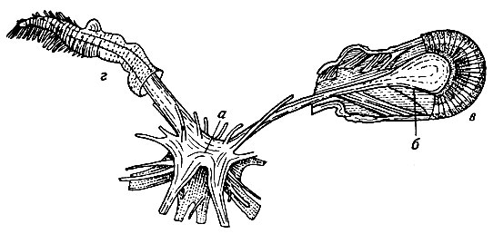 Рис. 6. Регенерация щупальца вместо глаза у ракообразного: а - мозг; б - нервный узел; в - глаз; г - щупальце, развившееся вместо глаза