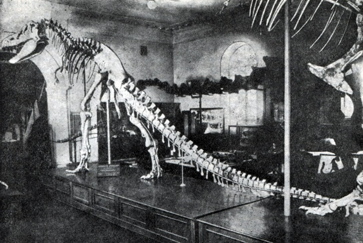     Tarbosaurus efremovi Maleev,       