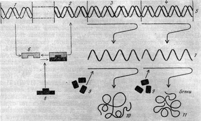     ,     (1961): 1 -  ; 2 - ; 3 -   ; 4 -   ; 5 - ; 6 - ; 7 - ; 8 -  ; 9 - ; 10 -  ; 11 -  