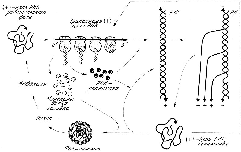 3D модель Вирус бактериофага - TurboSquid 