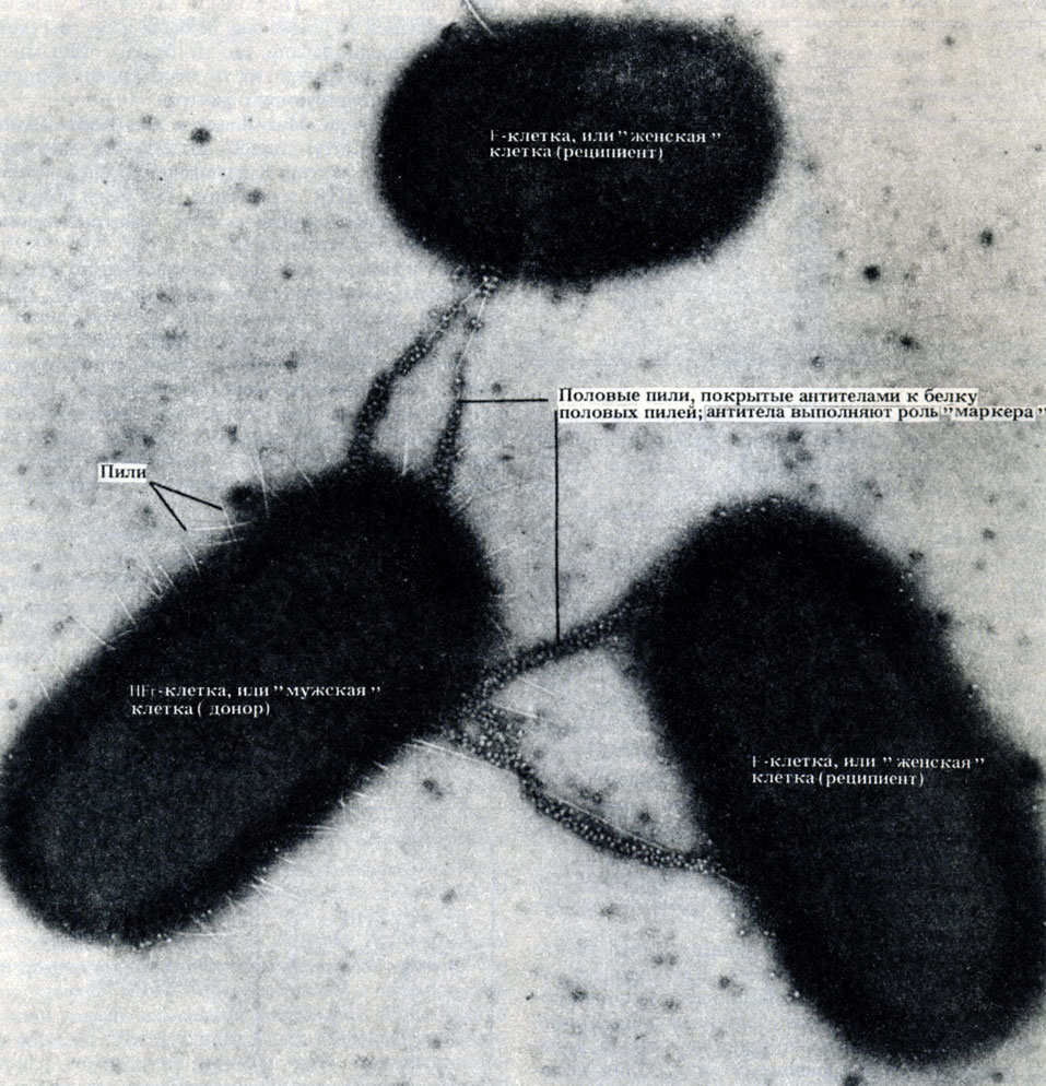 Рис. 2.9. Микрофотография конъюгирующих бактерий (одной 'мужской' и двух 'женских' особей), полученная с помощью просвечивающего электронного микроскопа. х 19475