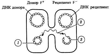 Рис. 2.10. Конъюгация и перенос F-фактора из клетки в клетку. 1, 2 и 3 обозначают последовательность этапов переноса. 1 - раскручивающийся и одновременно реплицирующийся F-фактор; 2 - одноцепочечный F-фактор проникает в клетку-реципиент через F-фимбрию; 3 - F-фактор с синтезирующейся комплементарной цепью