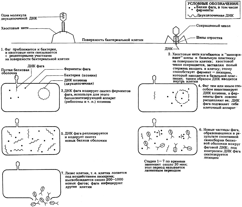 Рис. 2.17. Жизненный цикл бактериофага