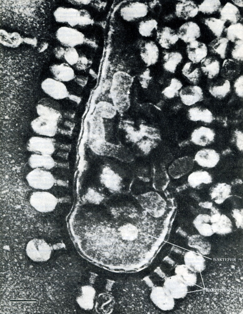 Рис. 2.18. Электронная микрофотография бактериофагов, инфицирующих клетку Escherichia coli
