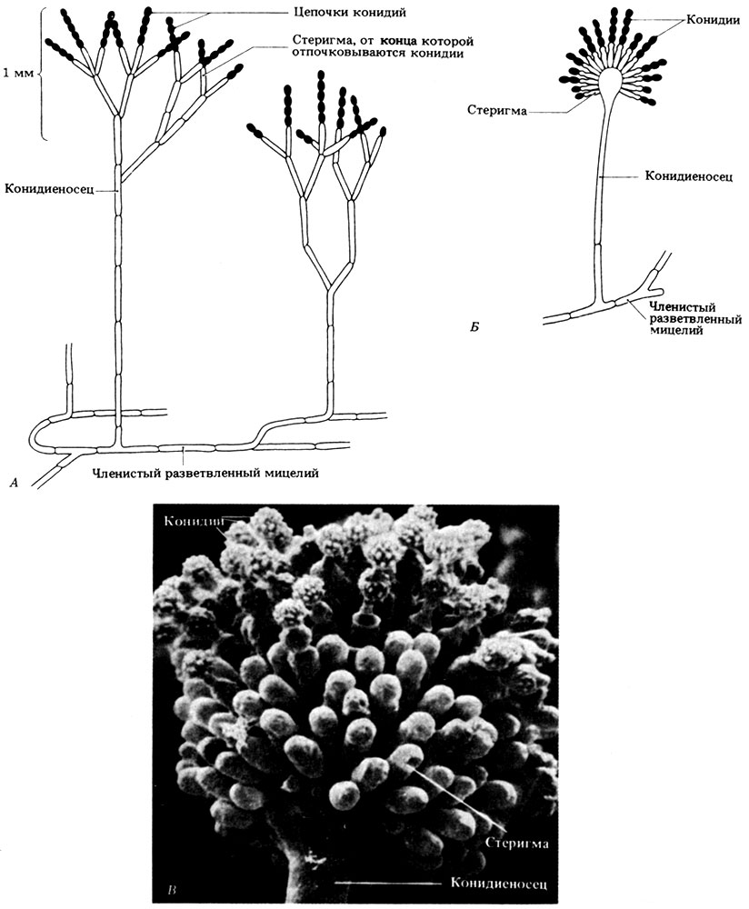 . 3.9.       Ascomycota. A. Penicillium;     . . Aspergillus (         ). .   Aspergillus niger,      .  1372