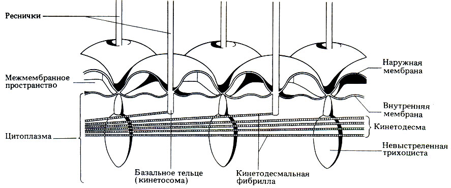 Инфузория-туфелька (характеристика и строение)