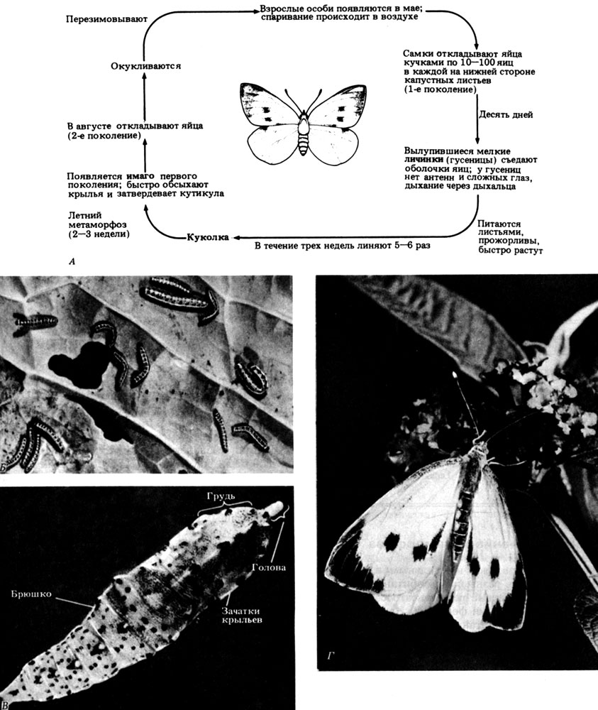 . 4.42.  Lepidoptera (). Pieris brassicae ( ). .  . .  (). . . .  (,    ).            .     .   