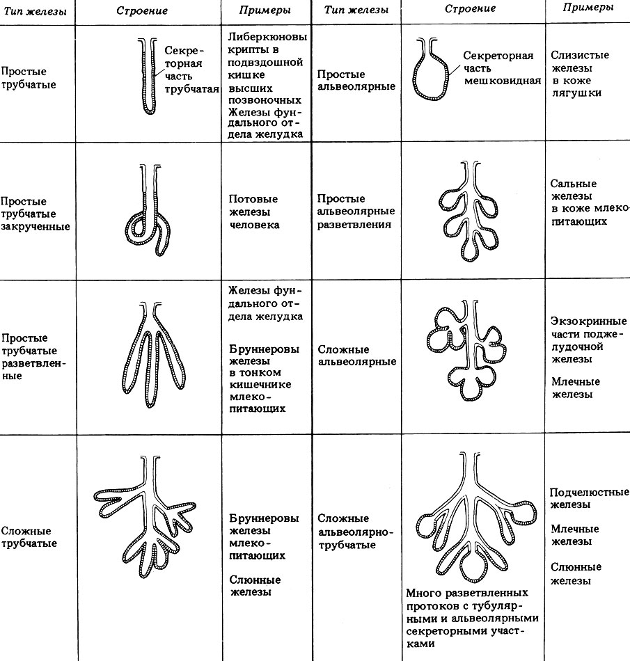 Таблица 8.3. Различные типы многоклеточных экзокринных желез