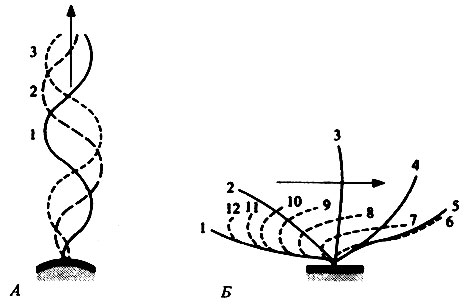 Рис. 17.32. Последовательные стадии движения жгутика (А) и реснички (Б). Рабочее движение реснички начинается из положения 1