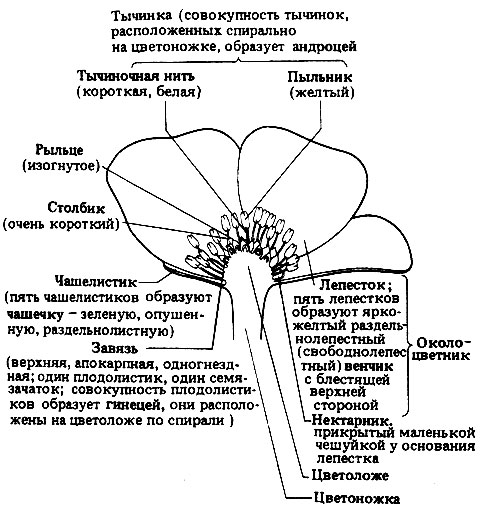 . 20.15.      (Ranunculus acris),  Spermatophyta,  Angiospermae,  Dicotyledonae,  Ranunculaceae).    ,       .    .  , ,    ().     .  -    .        ,  .  ,   , 