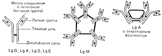 Рис. 31. Схематическое изображение иммуноглобулинов
