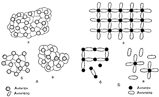 Рис. 33. Схематическое изображение взаимодействия антител и антигена. А - по схеме Маррска: Б - по схеме Полинга. Структура комплекса: а - при оптимальных соотношениях; б - при избытке антигена; в - при избытке антител