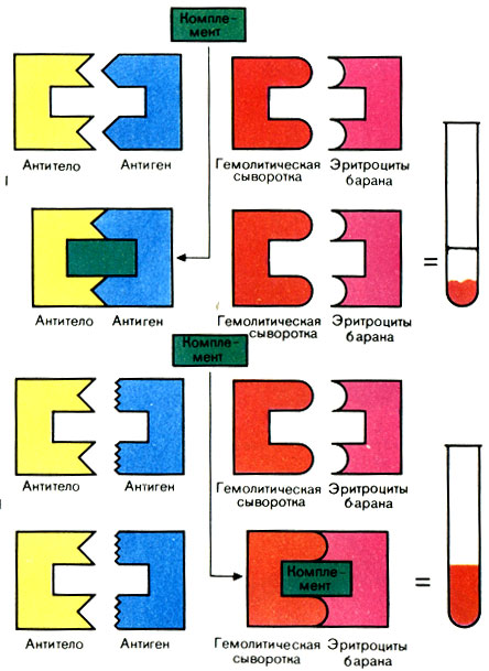 Рис. 35. Схема реакции связывания комплемента (РСК). I - положительный результат (нет гемолиза); II - отрицательный результат (гемолиз)
