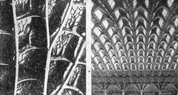 Рис. 16. Фрагмент нерватуры листа в сильно увеличенном виде (слева) и фрагмент перекрытия выставочного зала в Турине (архитектор П. Нерви) (справа)