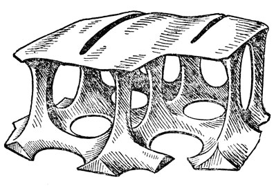 Рис. 22. Часть скорлупы диатомеи. Такая структура получается в результате очень плотного наслоения мелких пузырей, спаянных друг с другом по площадям контакта. На сводчатой поверхности имеются ребра жесткости