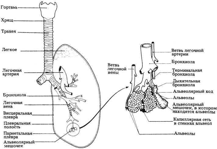 . 11.30.    . (G. . Hughes, 1973, The vertebrate lung, Oxford Biology Readers, Nq 59.)
