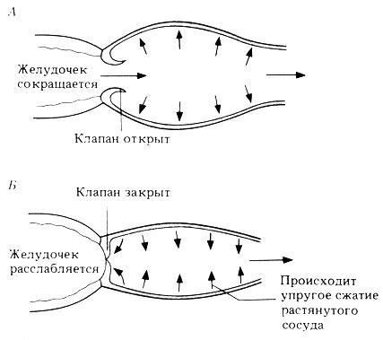 . 14.40.   ,   ,   ,    ,         . ( Clegg, Clegg, Biology of the mammal, 2nd ed., Heinemann Medical Books.)