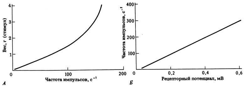 Рис. 16.25. Графики, полученные при исследовании мышечного веретена лягушки. (А-по Adrian, Zotterman, 1926; Б-по Katz. 1950.)
