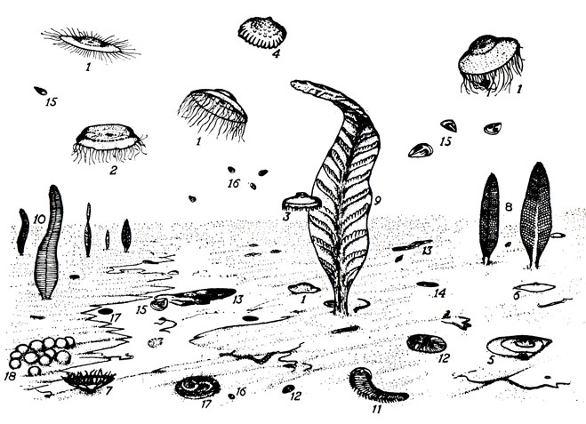 . 53.    ( ,  ),  .   . .      . 84.       -  (Coelenterata),   (Annelida)   (Arthropoda).        ,         ,   [32, 36].     (1-10 - Coelenterata; 11-14 - Annelida; 15, 16 - Arthropoda; 17, 18 -  ): 1 - Ediacara flindersi; 2 - Beltanella gilesi; 3 - Medusinites asteroides; 4 - Mawsonites spriggi; 5 - Cyclomedusa davidi; 6 - C. plana; 7 - Conomedusites lobatus; 8 - Rangea longa; 9 - Arborea arborea; 10 - Pteridinium simplex; 11 - Spriggina flounderi; 12 - Dickinsonia costata; 13 - D. elongata; 14 - D. tenuis; 15 - Parvancorina minchami; 16 - Praecambridium sigillum; 17 - Tribrachidium heraldicum; 18 -   